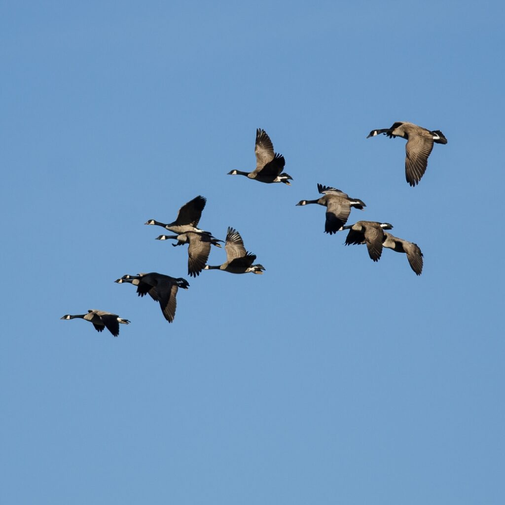 Welcome to the Flock Inside Our Onboarding Lifecycle